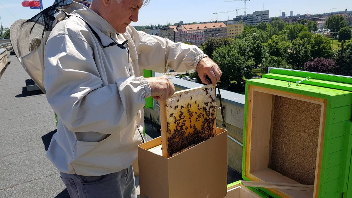 Pszczoły zamieszkały na dachu DUW we Wrocławiu